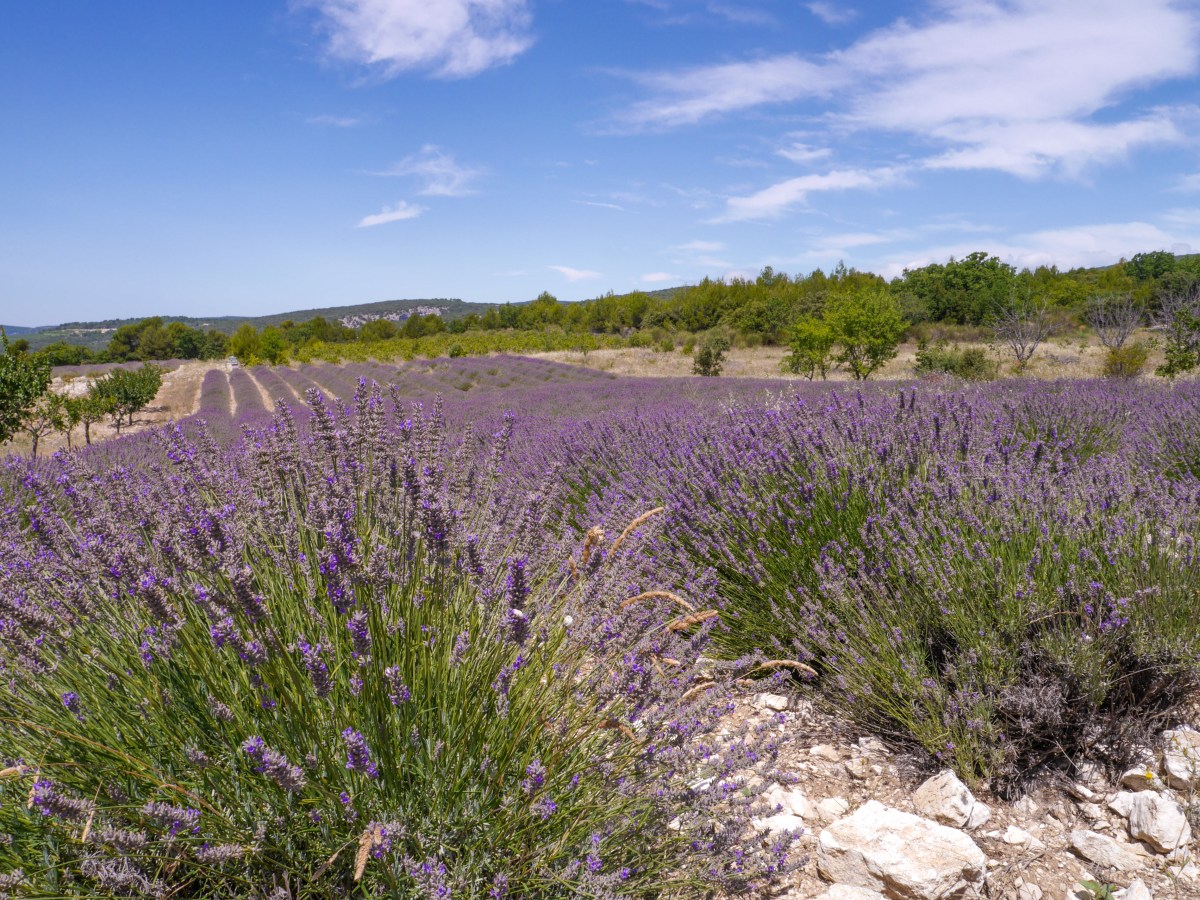 Lavendel