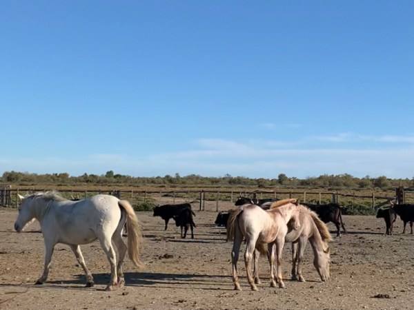 Die Camargue