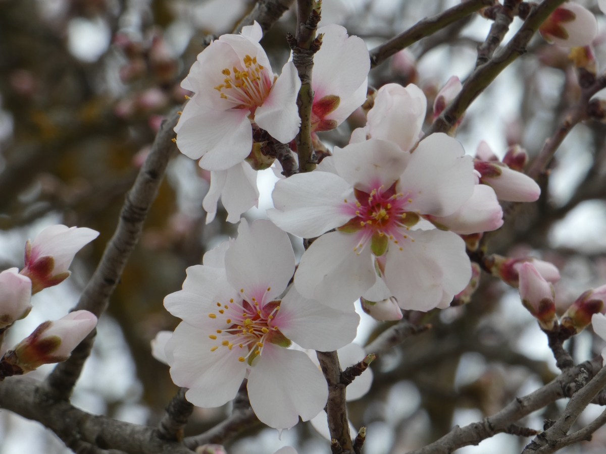 Mandeln in der Provence