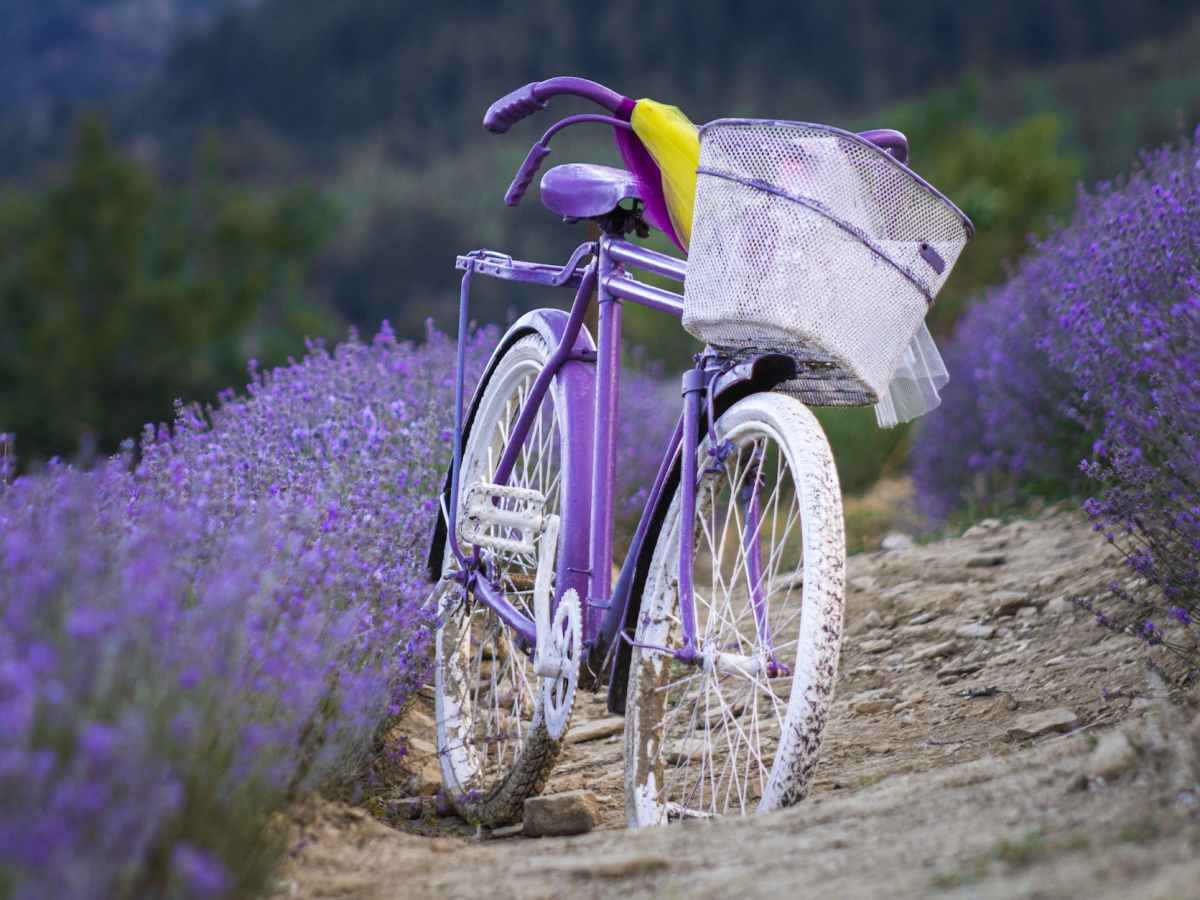 Fahrradfahren in der Provence