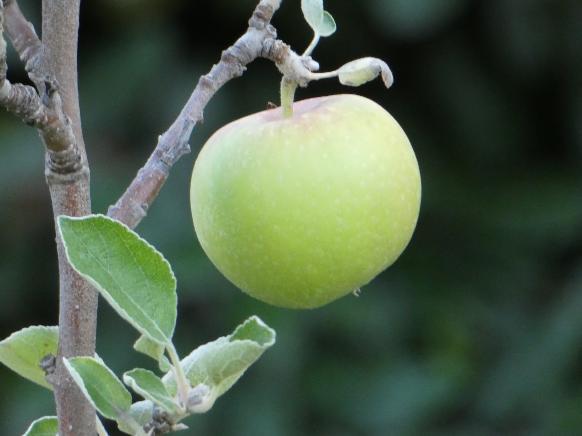 Obstanbau im Luberon