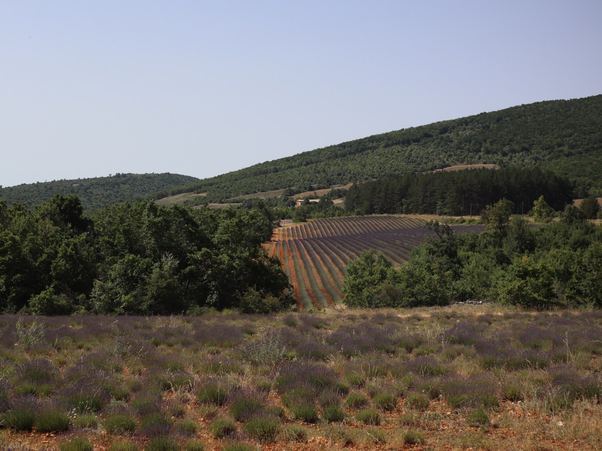 Das Plateau de Valensole