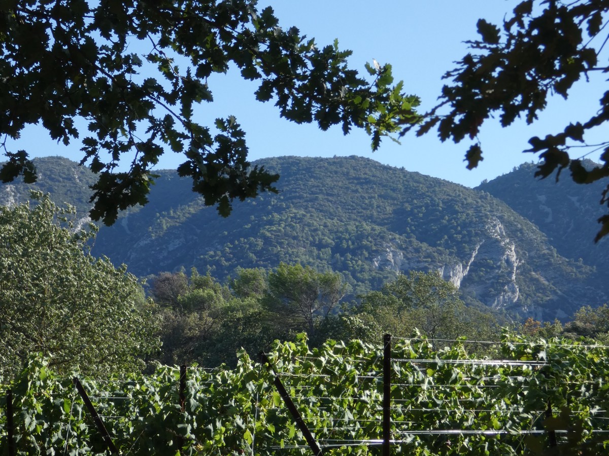 Die Zeit der Weinlese