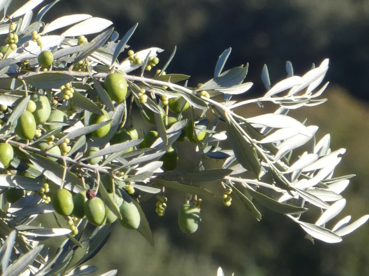 Fête de l´Olive – Olivenfest in der Provence