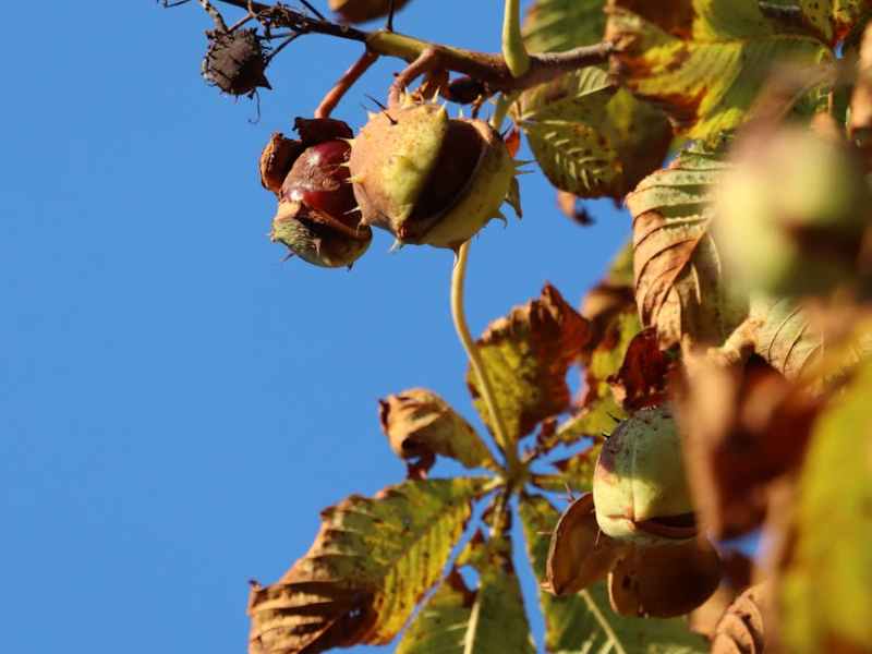 Die goldene Frucht der Provence: Kastanien in der provenzalischen Küche
