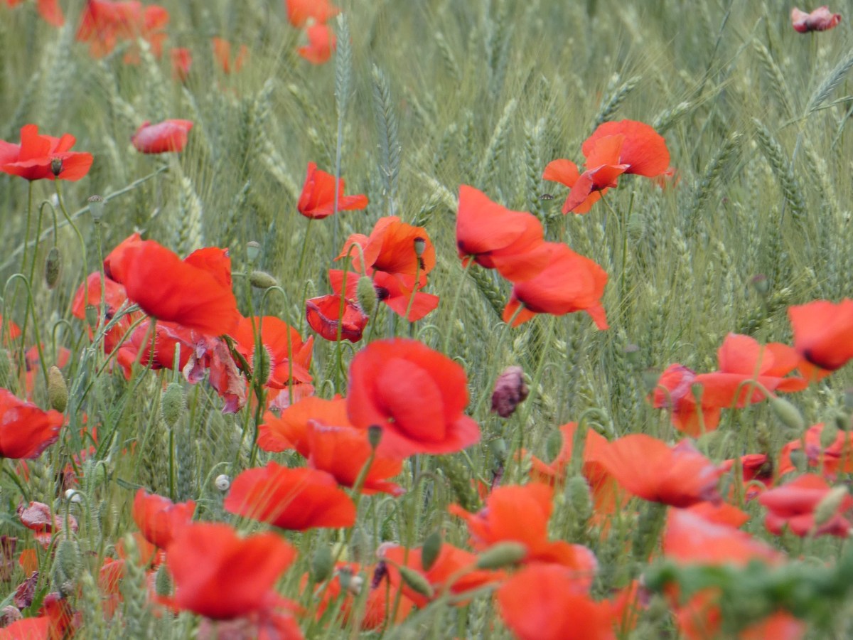 Die Provence in ihrer Blüte