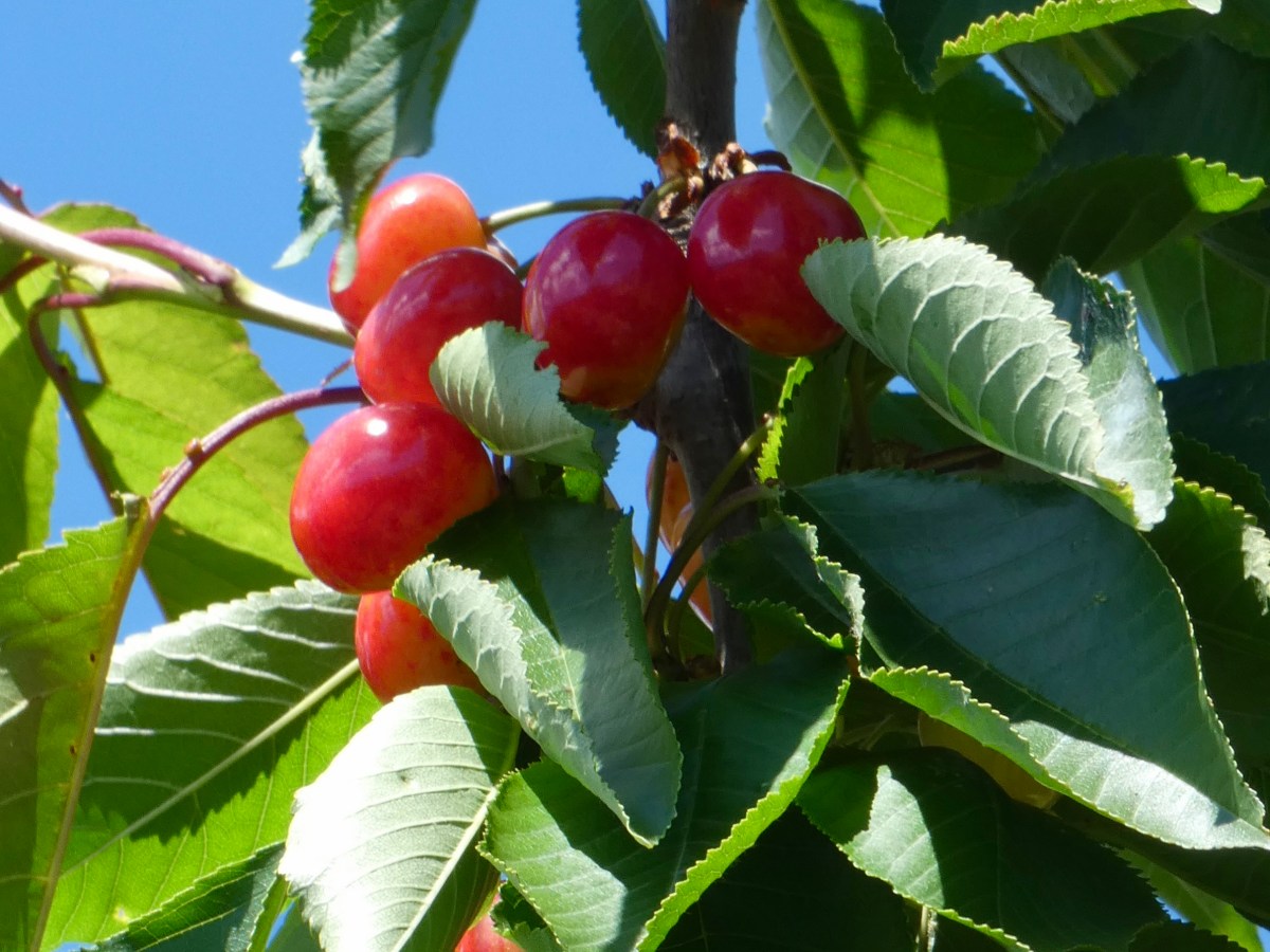 Die Kirschen der Provence
