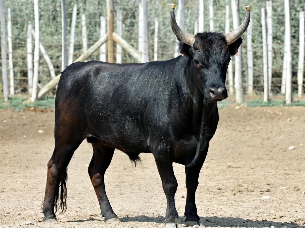 Die Beschützer der Provence – Die Stiere der Camargue